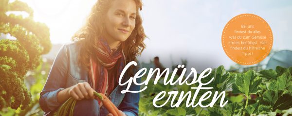 010044_2018_09_Gemüse ernten-Webbanner