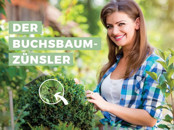 010063_2019_05_Buchsbaumzünzsler – was tun_Facebook_3_1200x900px