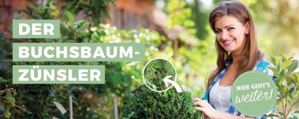 010063_2019_05_Buchsbaumzünzsler – was tun_Webbanner_880x350px