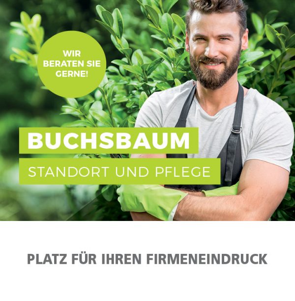 010065_Buchsbaum – Standort und Pflege_Anzeige92x94mm
