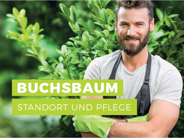 010065_Buchsbaum – Standort und Pflege_Facebook_3_1200x900px