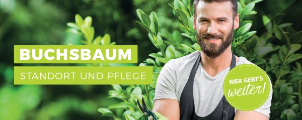 010065_Buchsbaum – Standort und Pflege_Webbanner_880x350px