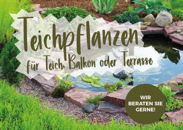 010075_2019_06_Teichpflanzenpflege_212x150cm