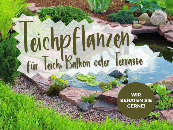 010075_2019_06_Teichpflanzenpflege_Facebook_3_1200x900px