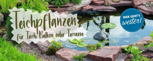 010075_2019_06_Teichpflanzenpflege_Webbanner_880x350px