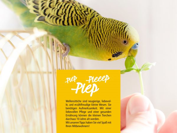 030011_2018_06_Wellensittiche zu Hause_Facebook_3_1200x900px