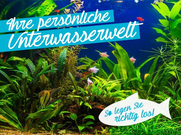 2018_04_Aquarium einrichten_Facebook_1_1200x900px