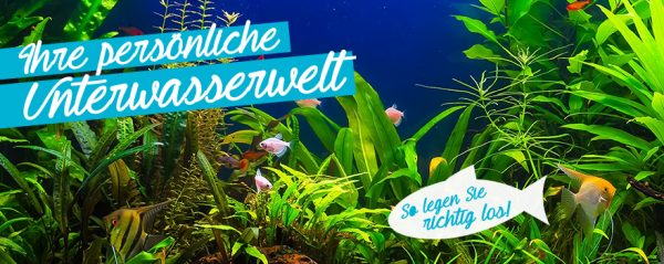 2018_04_Aquarium einrichten_Web-Banner_880x350px