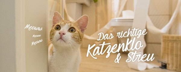 2018_05_Das richtige Katzenklo und Katzenstreu_Web-Banner_880x350px