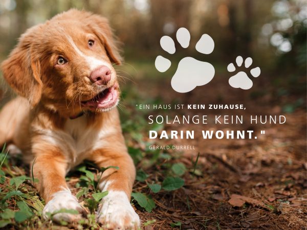 2018_10_Ein-Welpe-zieht-ein_Facebook_1_1200x900px