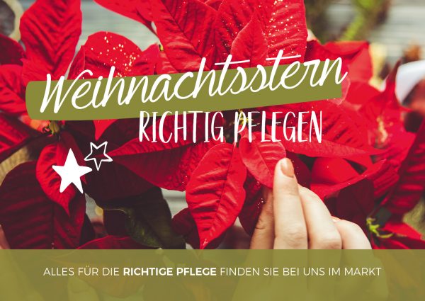 2019_12_Weihnachtsstern_Pflegetipps_Banner_212x150cm