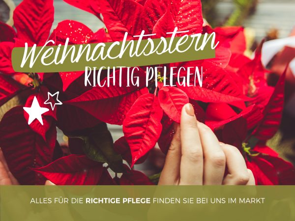2019_12_Weihnachtsstern_Pflegetipps_Facebook_1_1200x900px