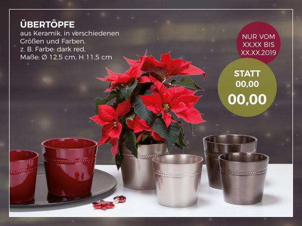 2019_12_Weihnachtsstern_Pflegetipps_Facebook_2_1200x900px