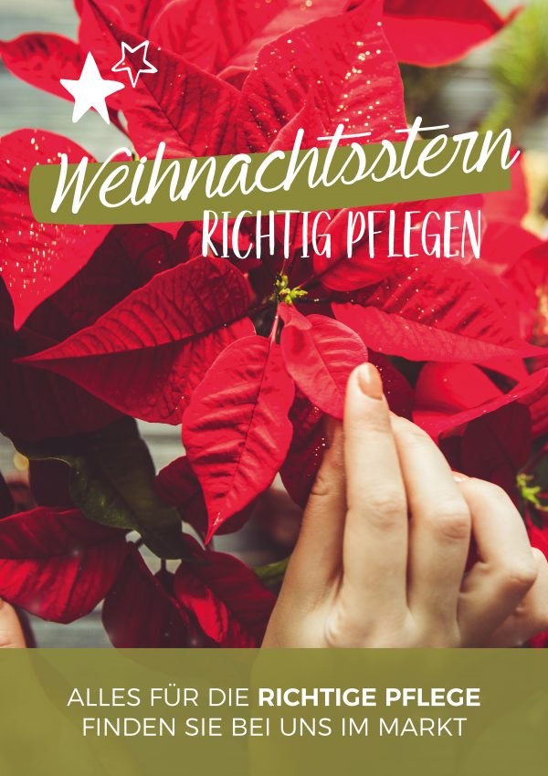 2019_12_Weihnachtsstern_Pflegetipps_Plakat_A1
