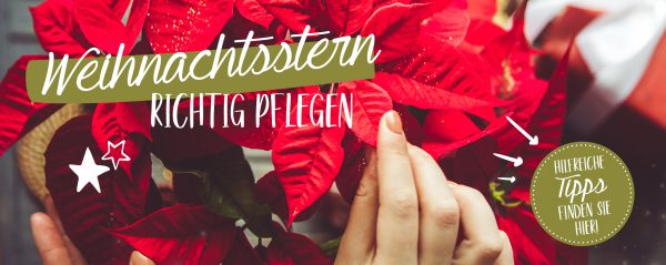 2019_12_Weihnachtsstern_Pflegetipps_Webbanner_880x350px