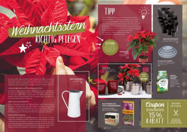 MW_201912_020082_Weihnachtsstern – Pflegetipps