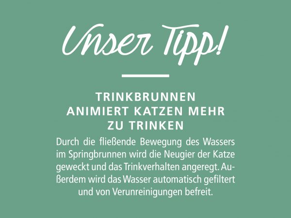 030017_2018_11_Katze – Nass oder Trockenfutter_Facebook_3_1200x900px