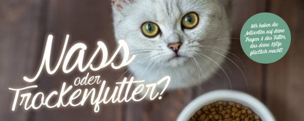 030017_2018_11_Katze – Nass oder Trockenfutter_Web-Banner_880x350px