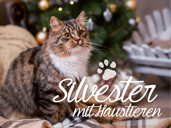 2018_12_Haustiere-an-Silvester_Facebook_1_1200x900px
