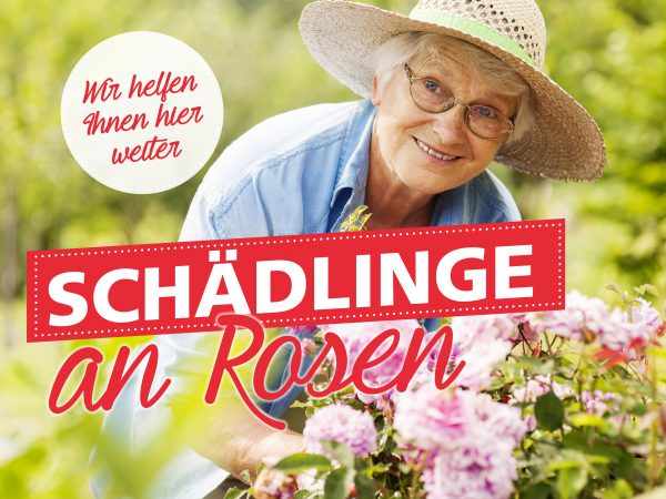 010028_2018_08_Schädlinge an Rosen_Facebook_1_1200x900px