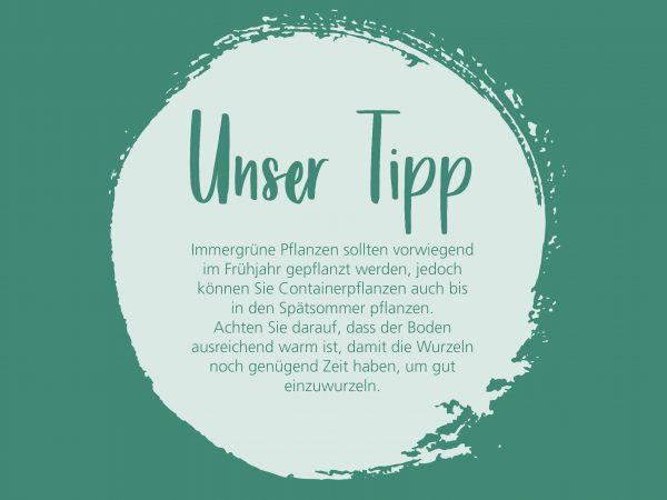 010056_2019_02_Immergrünen Pflanzen_Facebook_3_1200x900px