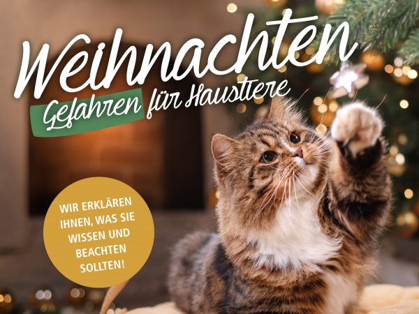 030021_2018_12_Weihnachten – Gefahren für Haustiere_Facebook_1_1200x900px