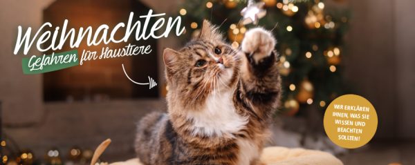 030021_2018_12_Weihnachten – Gefahren für Haustiere_Web-Banner_880x350px