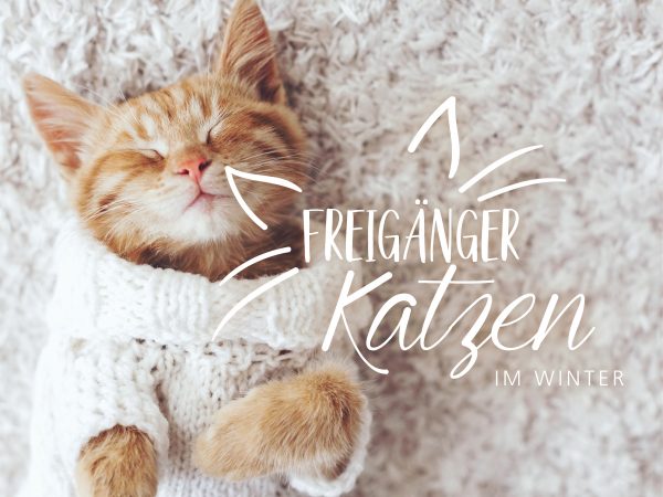 2019_01_Freigänger-Katzen-im-Winter_Facebook_1_1200x900px