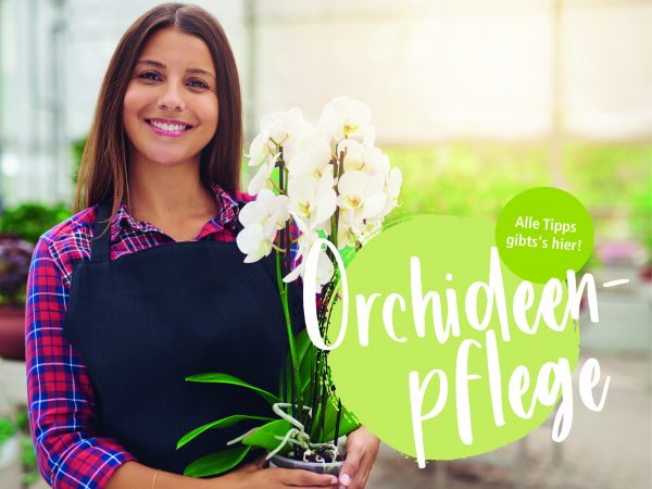 2019_01_Orchideen_Facebook_1_1200x900px