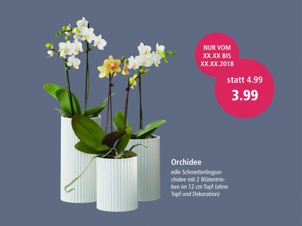 2019_01_Orchideen_Facebook_1_1200x900px2