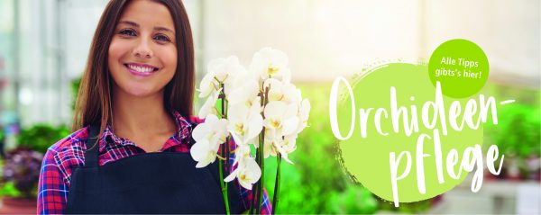 2019_01_Orchideen_Webbanner_880x350px