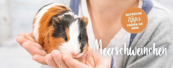 2019_02_Meerschweinchen_Webbanner_880x350px