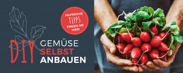 2019_03_Gemüse-anbauen_Webbanner_880x350px