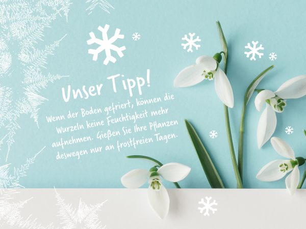 2020_01_Winterblumen_Facebook_3_1200x900px