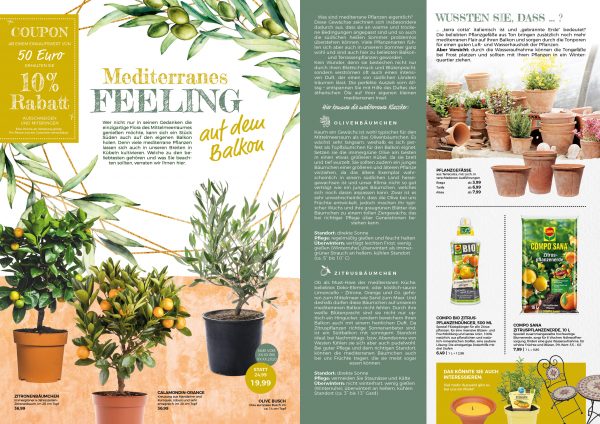 MW_202006_010101_Oliven + Zitruspflanzen für den mediterranen Balkon